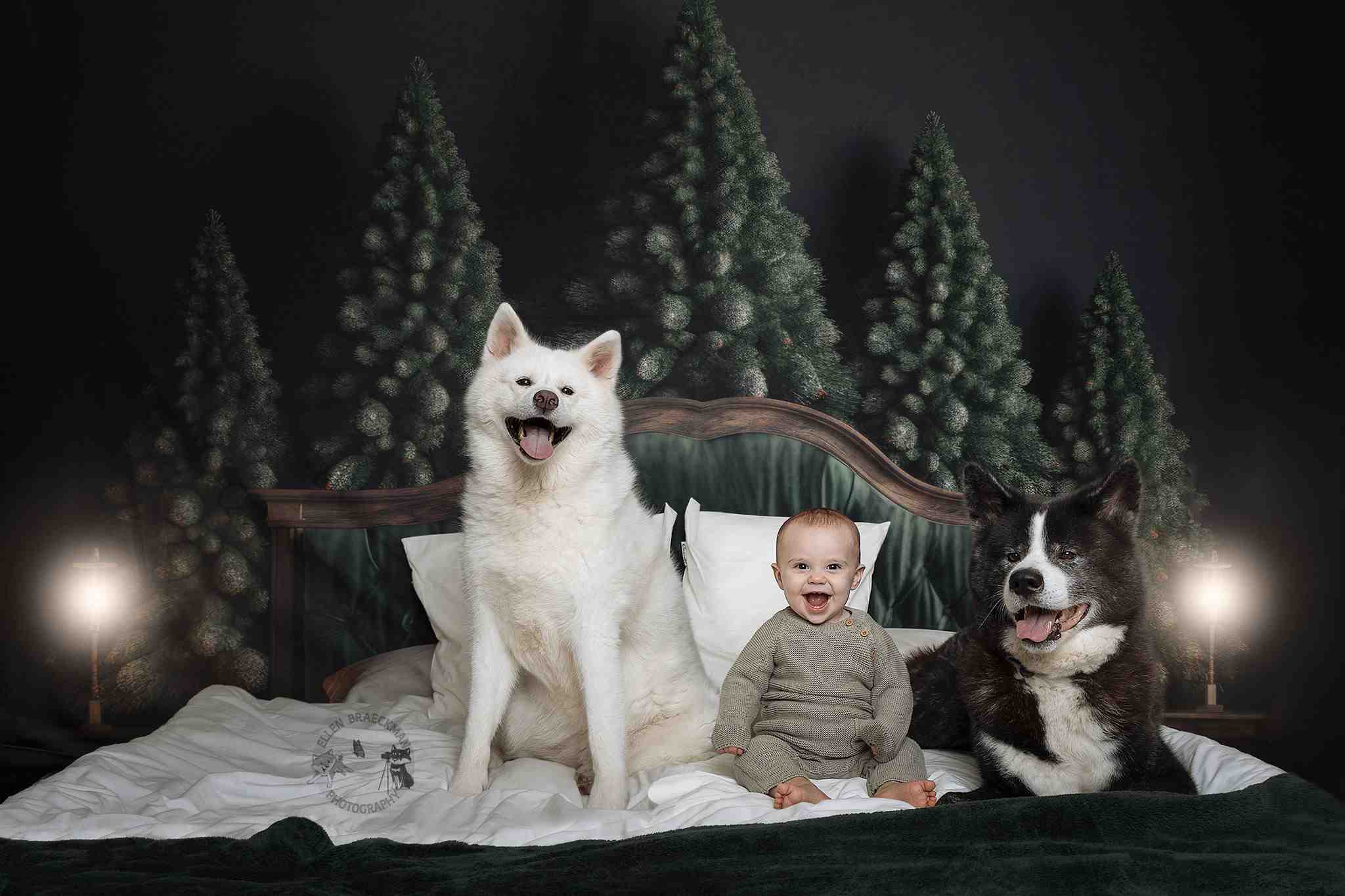 Kate Winter Weihnachten Kiefer Kopfteil Hintergrund von Mandy Ringe Fotograf - Kate Backdrop.de