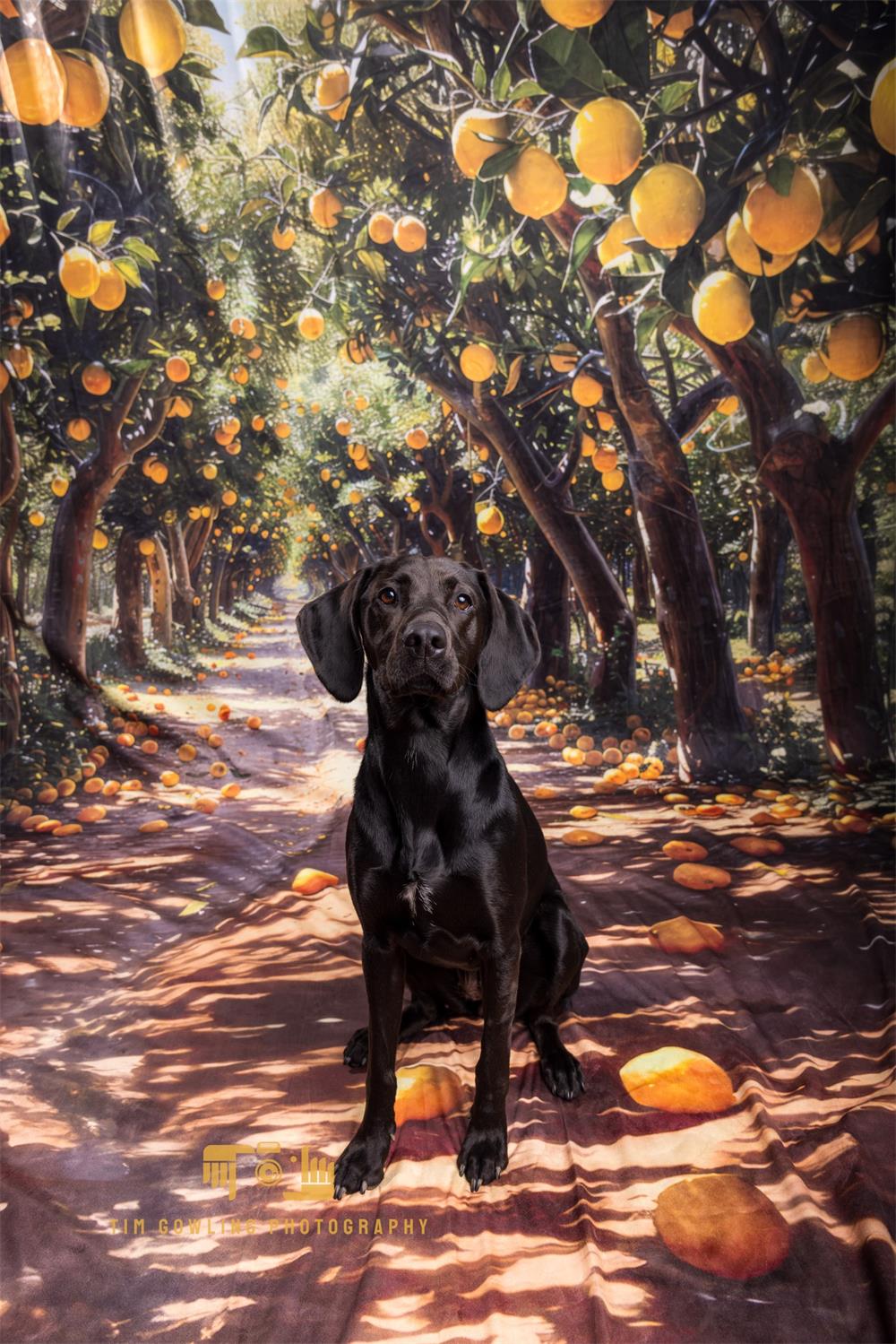 Kate Sweep Sommer Outdoor Gelber Zitronenhain Hintergrund Entworfen von Megan Leigh Photography - Kate Backdrop.de