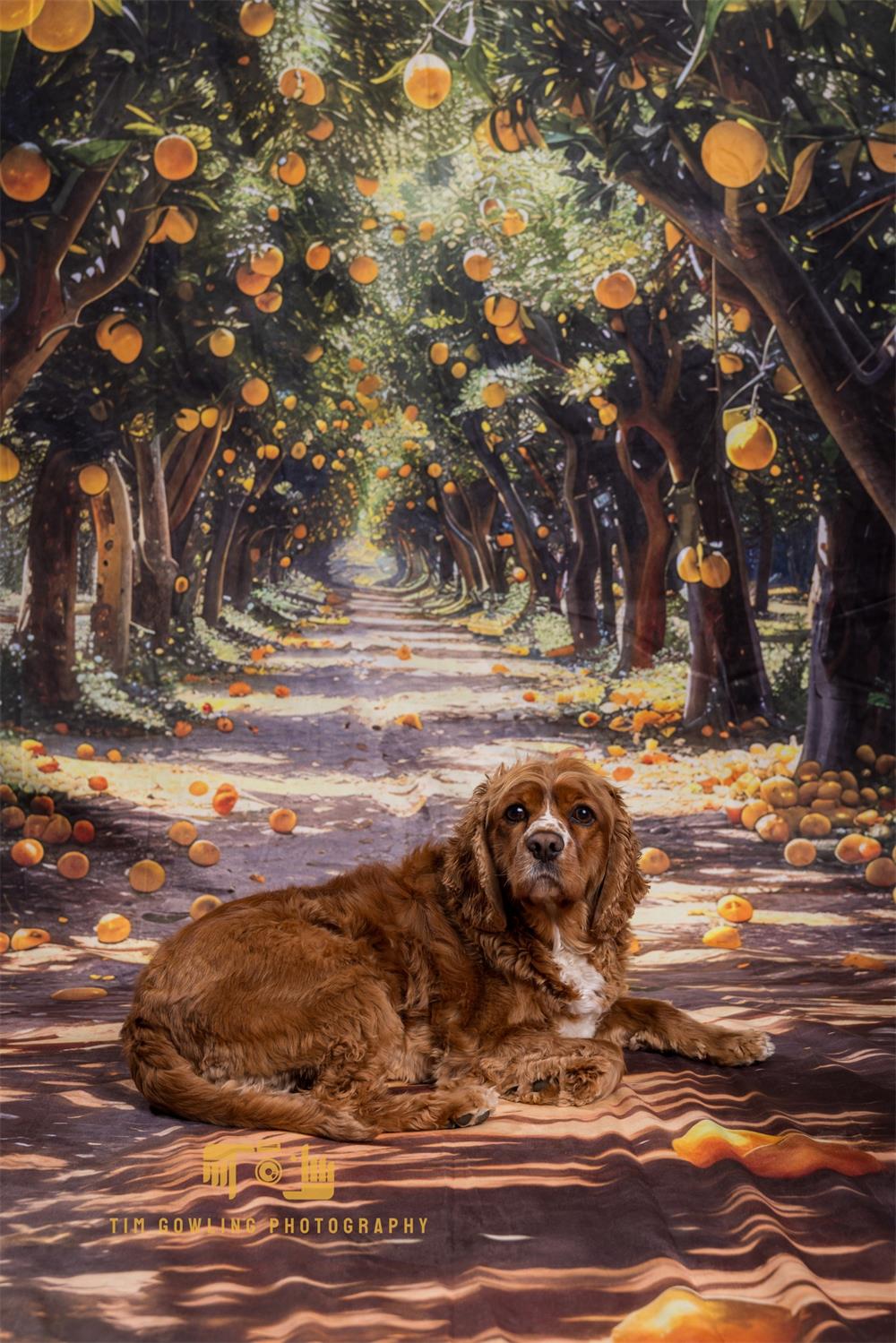 Kate Sweep Sommer Outdoor Gelber Zitronenhain Hintergrund Entworfen von Megan Leigh Photography - Kate Backdrop.de