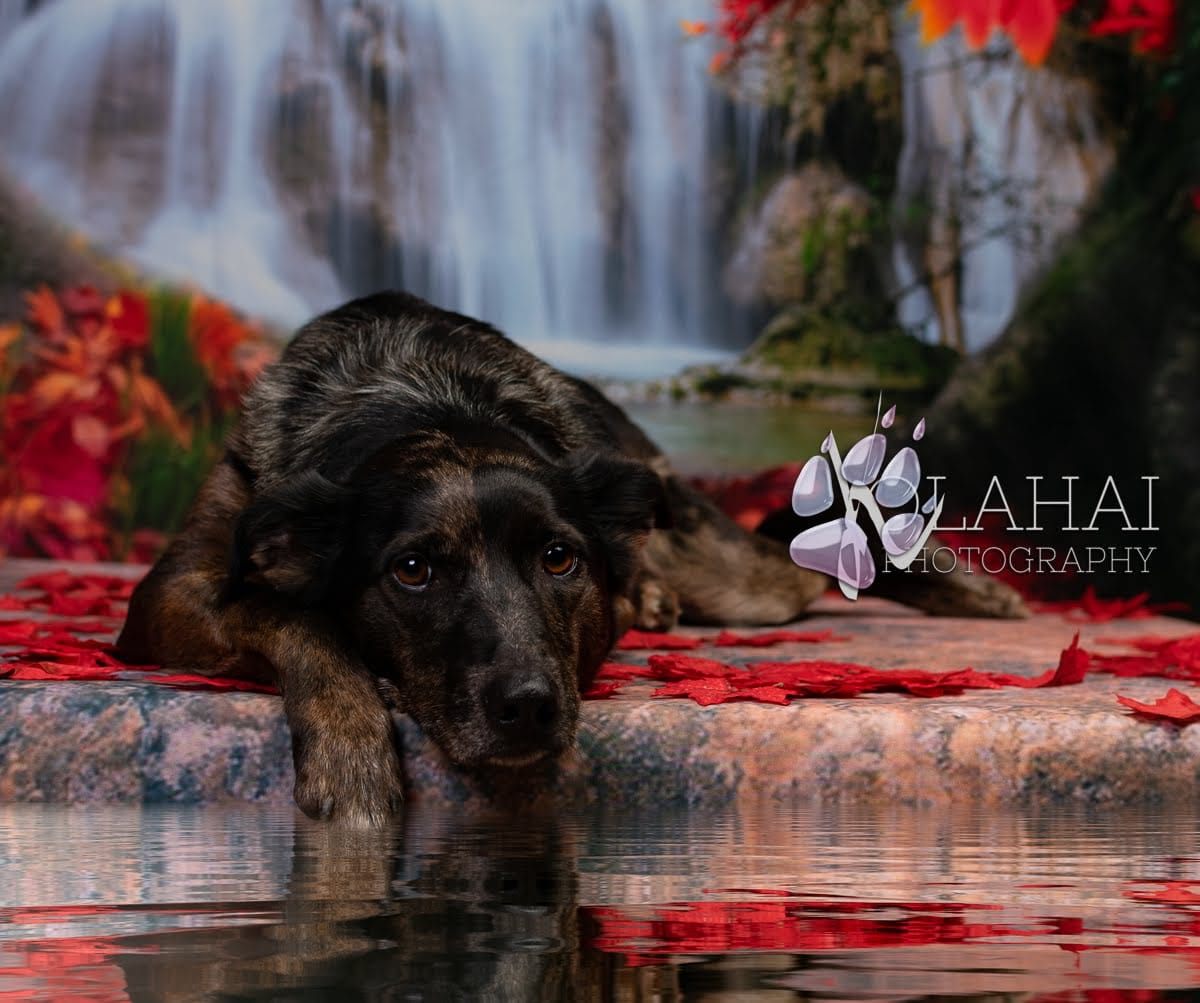 Kate Herbst Hintergrund Wald Wasserfall Blätter für Fotografie - Kate Backdrop.de
