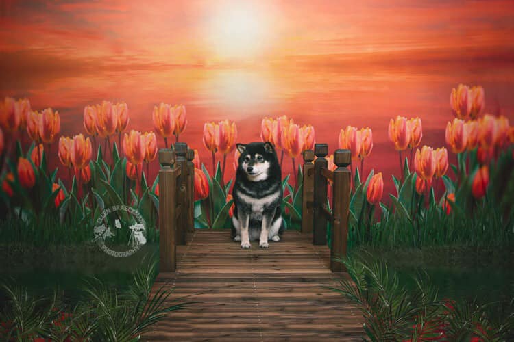 Kate Frühling Tulpe Dämmerung Sonnenuntergang Hintergrund für die Fotografie - Kate Backdrop.de