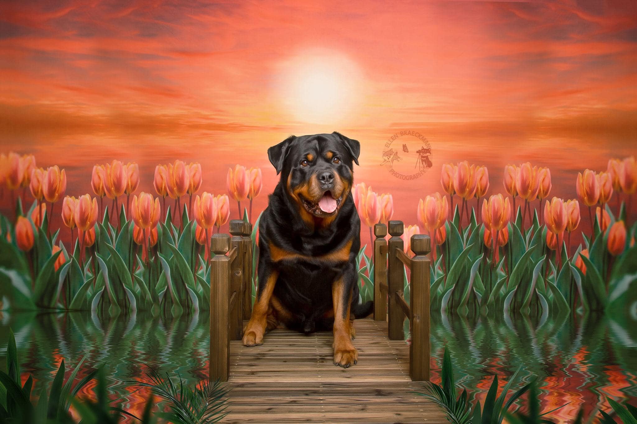 Kate Frühling Tulpe Dämmerung Sonnenuntergang Hintergrund für die Fotografie - Kate Backdrop.de