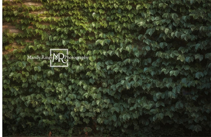 Kate Klettern Efeu Wand Pflanze Sommer Hintergrund von Mandy Ringe Fotograf - Kate Backdrop.de