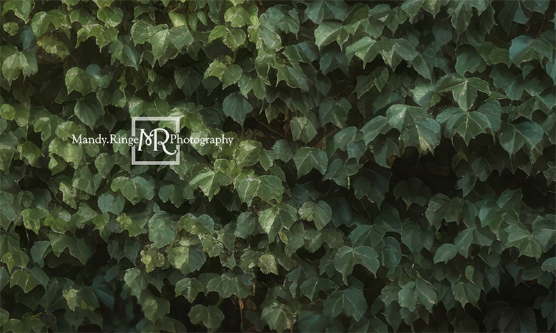 Kate Klettern Efeu Wand Pflanze Sommer Hintergrund von Mandy Ringe Fotograf - Kate Backdrop.de