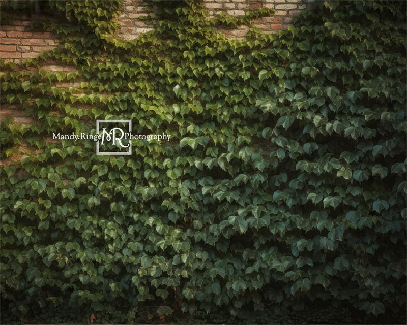 Kate Klettern Efeu Wand Pflanze Sommer Hintergrund von Mandy Ringe Fotograf - Kate Backdrop.de