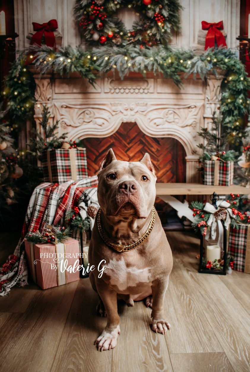 Kate Weihnachten Kamin Rot Hintergrund von Emetselch - Kate Backdrop.de