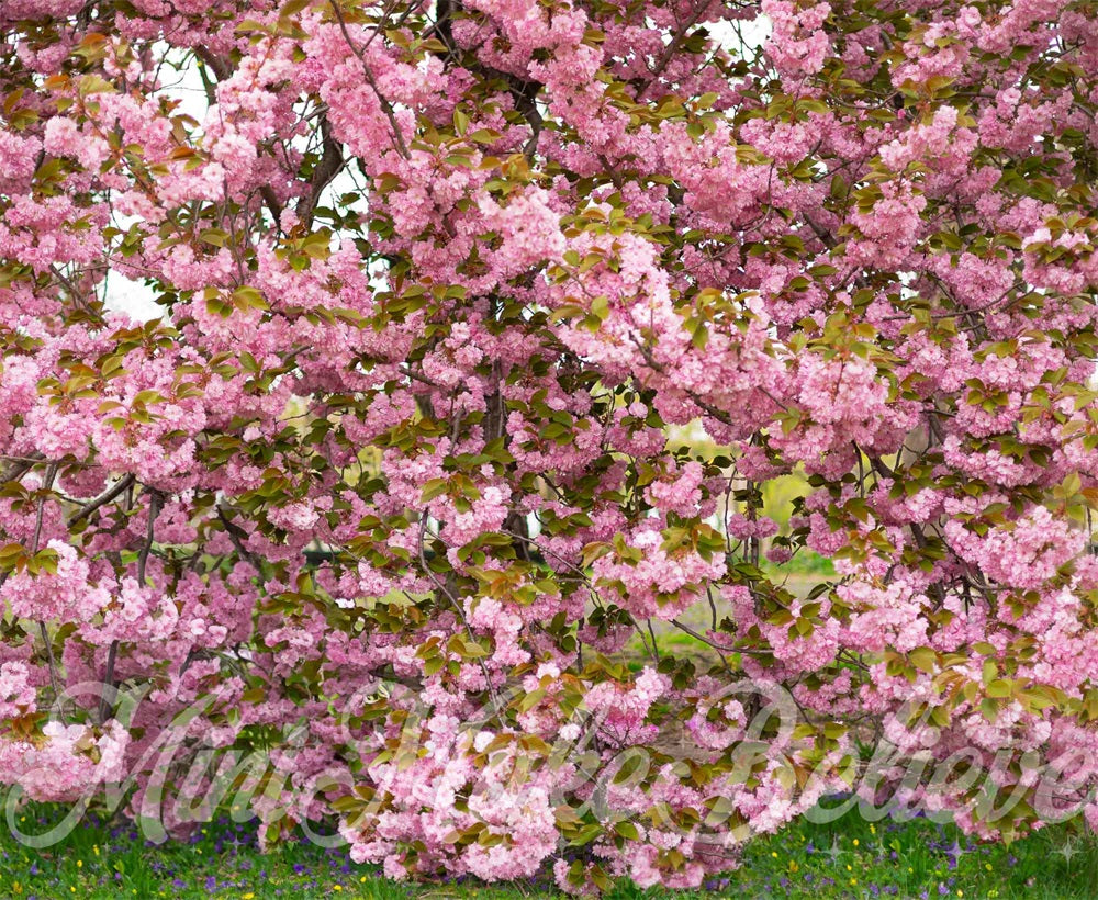 Kate Sommer Outdoor Rosa Kirschblütenbaum Wald Hintergrund entworfen von Mini MakeBelieve - Kate Backdrop.de