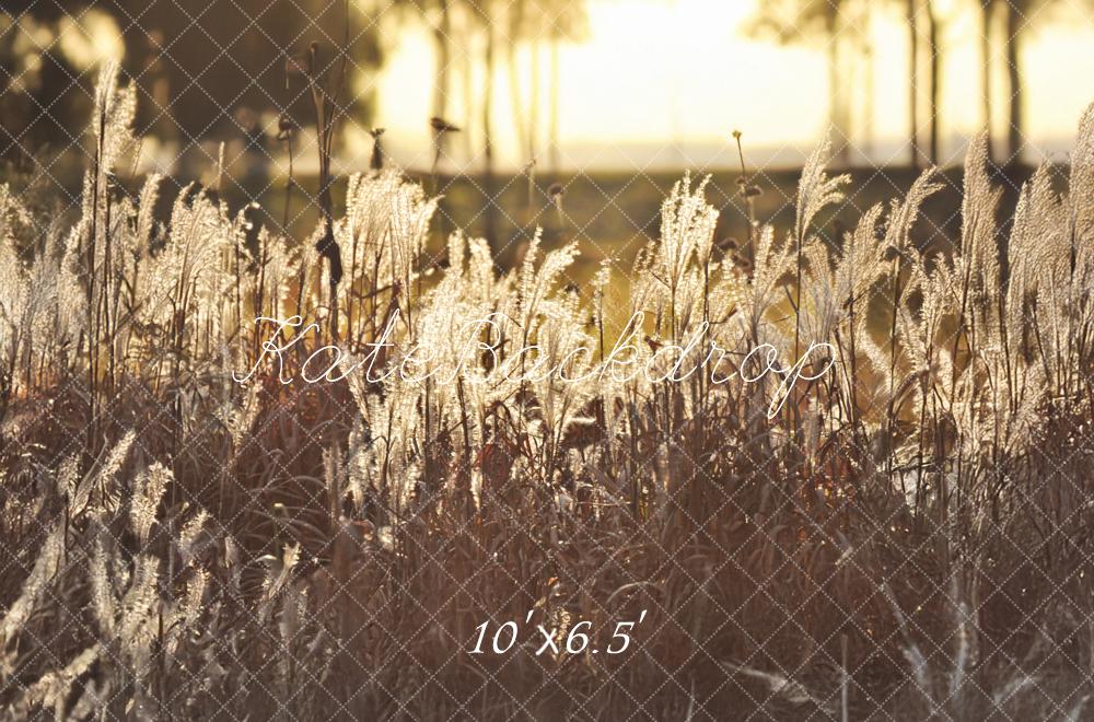 Kate Boho im Freien Goldener Sonnenuntergang Feld Hintergrund von Mandy Ringe Fotografie - Kate Backdrop.de