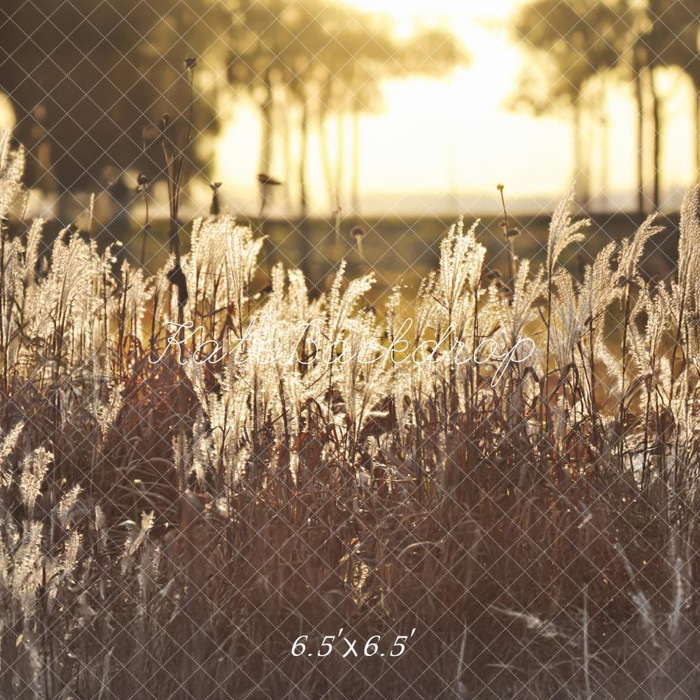 Kate Boho im Freien Goldener Sonnenuntergang Feld Hintergrund von Mandy Ringe Fotografie - Kate Backdrop.de