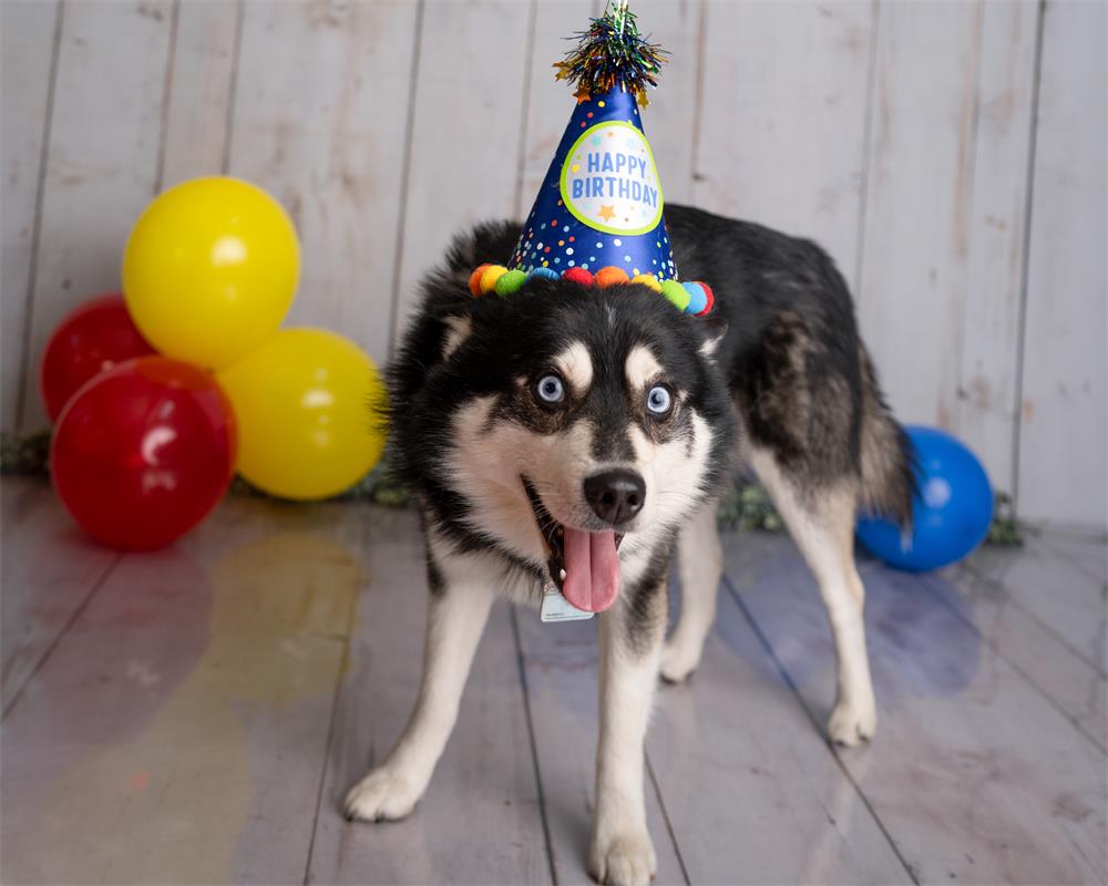 Kate Creme Holz Hintergrund+Creme Holz Bodenmatte - Kate Backdrop.de