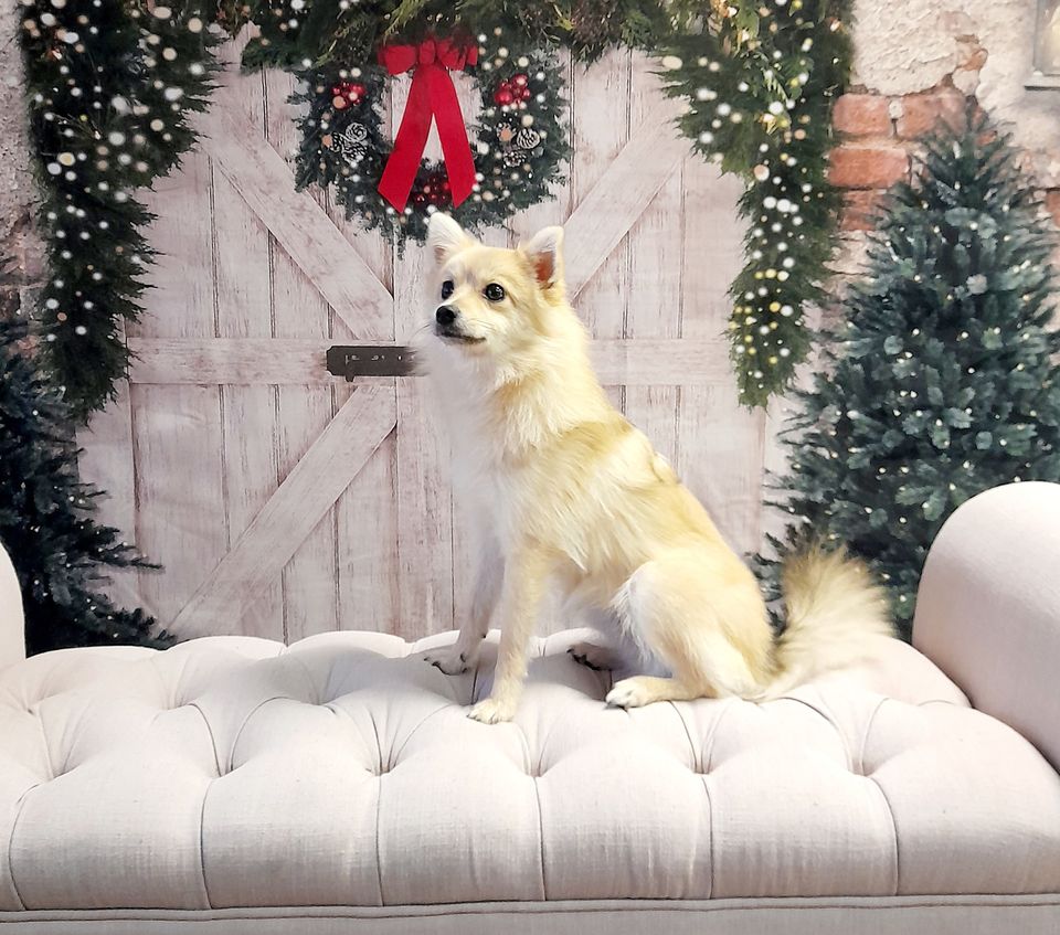 Kate Weihnachten Fleece Hintergrund Ziegelwand Tür & Xmas B?ume Entworfen von JS Photography - Kate Backdrop.de