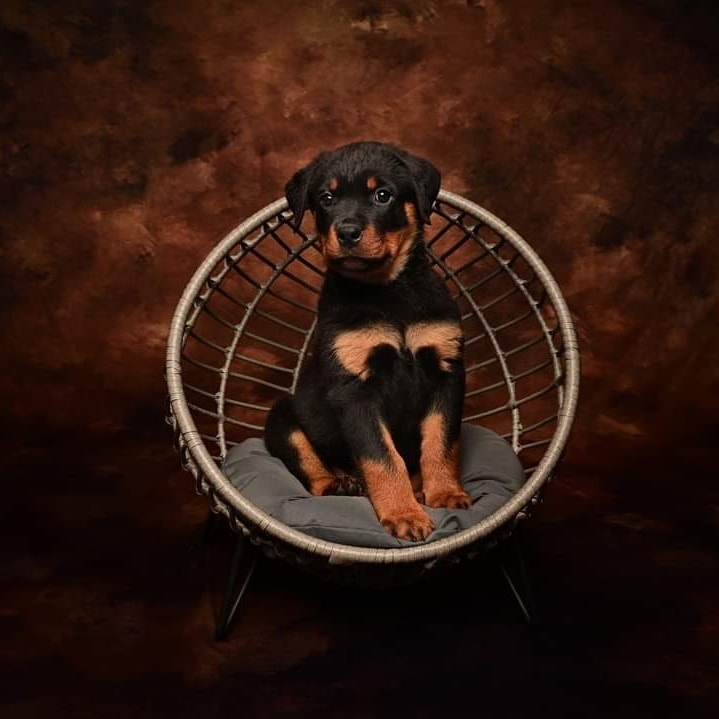 Kate Like Oil Painting Background Abstract Texture Backdrops For Photography - Katebackdrop