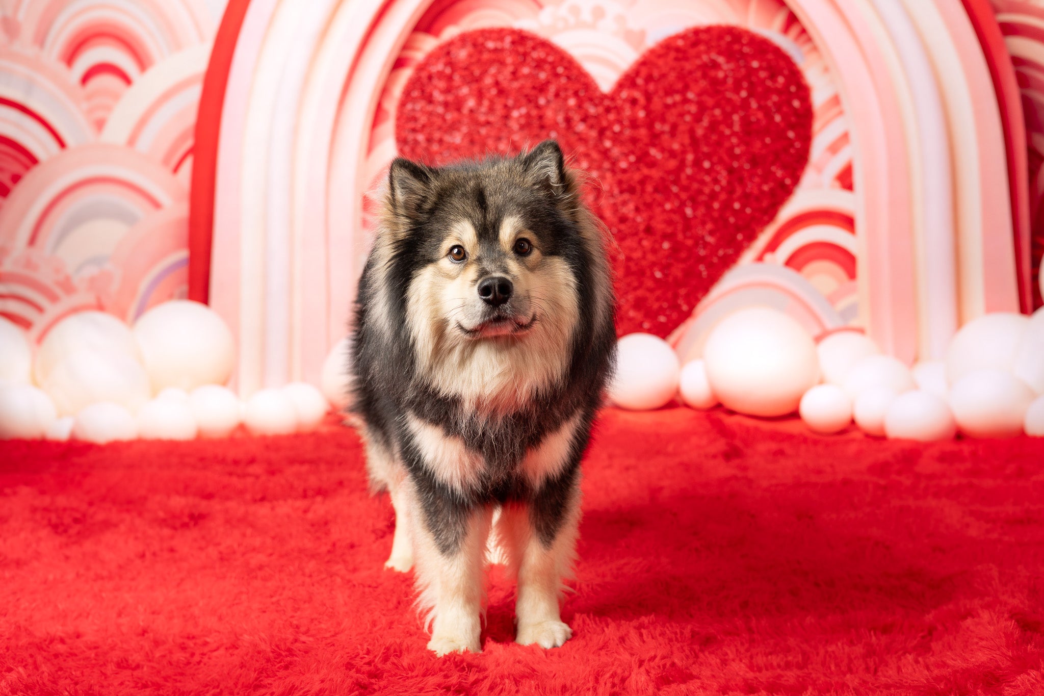 Kate Rosa Valentinstag Liebe Ballons Hintergrund von Emetselch - Kate Backdrop.de