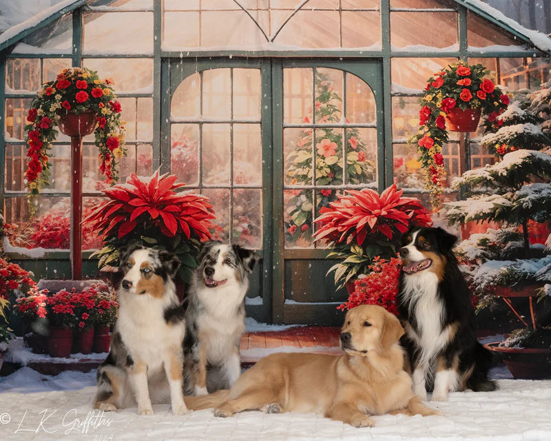 Kate Winter Schnee Rote Blume Gewächshaus Hintergrund Entworfen von GQ - Kate Backdrop.de