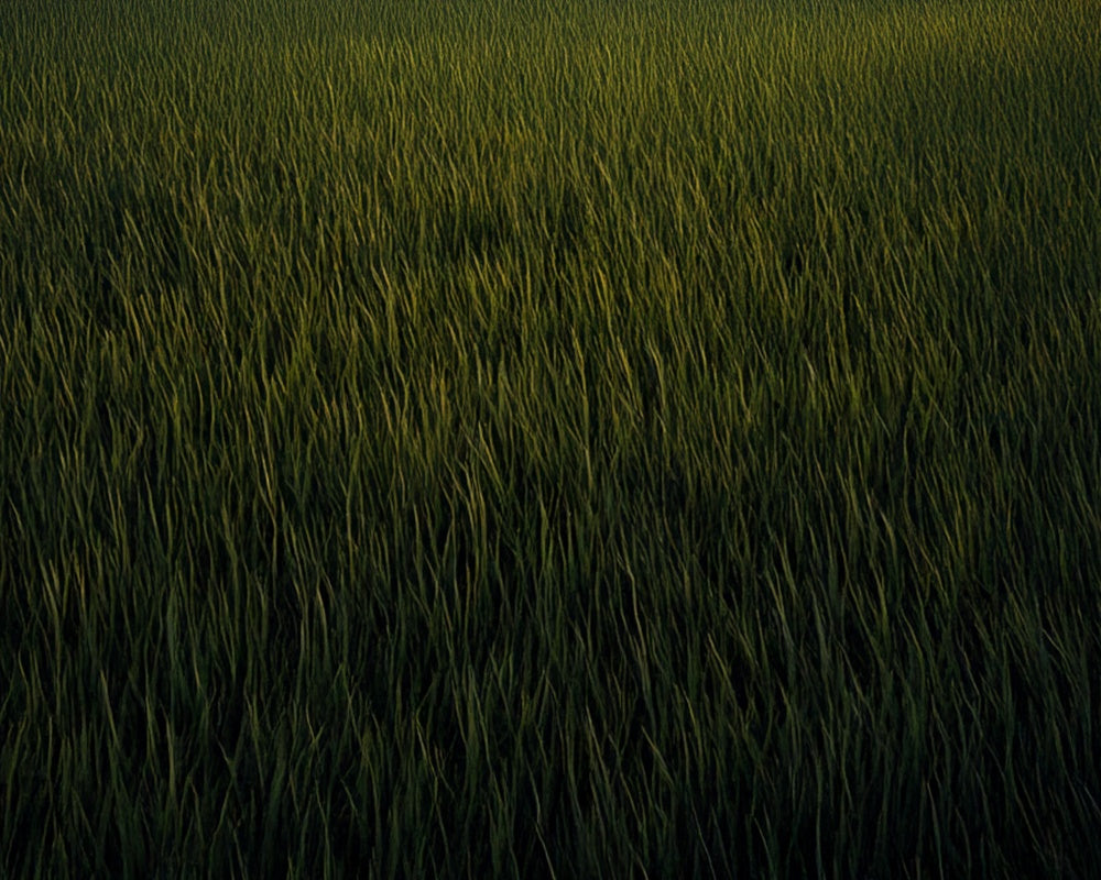 Kate Dunkles grünes Gras Boden Gummibodenmatte für Fotografie von Mini MakeBelieve - Kate Backdrop.de