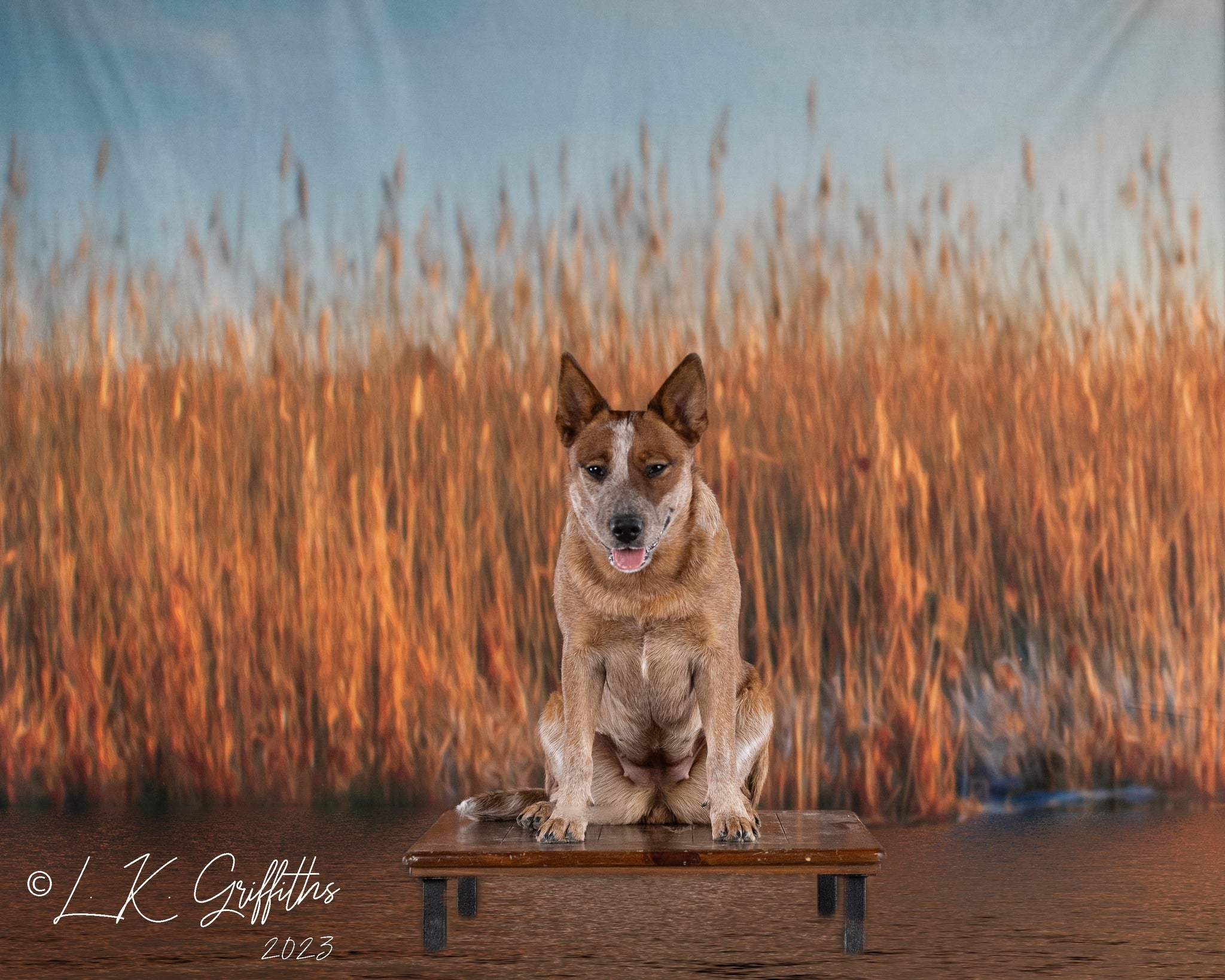 Kate Herbst Hintergrund Wasser Schilf für die Fotografie - Kate Backdrop.de