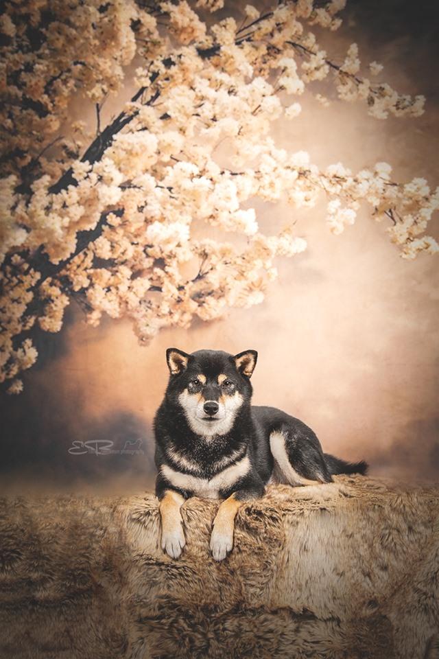 Katebackdrop鎷㈡綖Kate Abstract Background With Flowers Backdrops for Photography