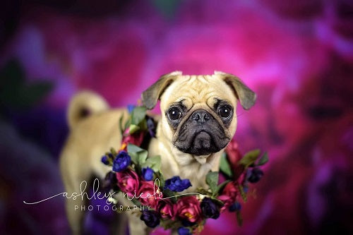 Kate rosa Blumen Frühling Muttertag Hintergrund Entworfen von Sarah Stickney Photography - Kate Backdrop.de