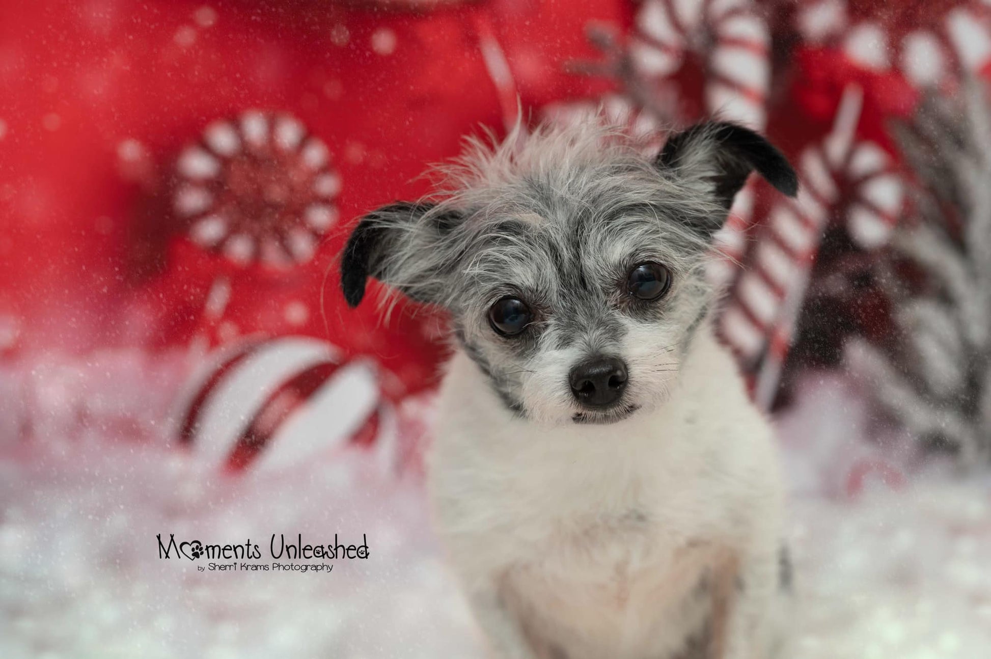 Kate Weihnachtspfefferminz-Wunderland-Kulisse heißer Kakao von Mandy Ringe - Kate Backdrop.de
