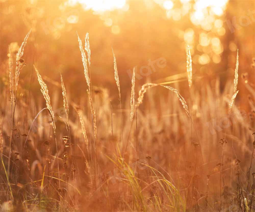 Kate Herbst Sonnenuntergang Hintergrund Wiese von Chain Photography - Kate Backdrop.de