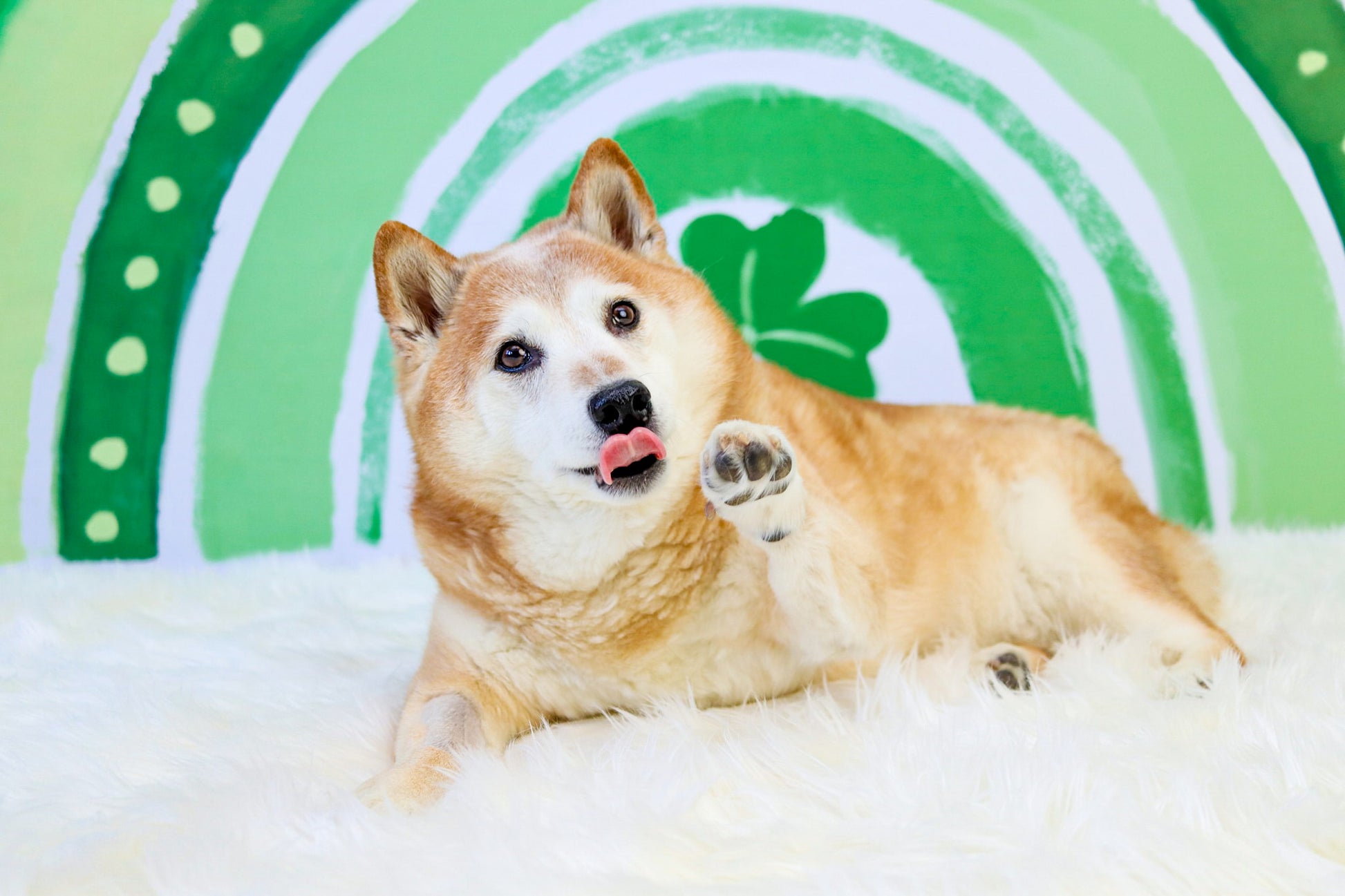 Kate St.Patrick's Day Hintergrund Regenbogen Grün Glücksklee von GQ - Kate Backdrop.de