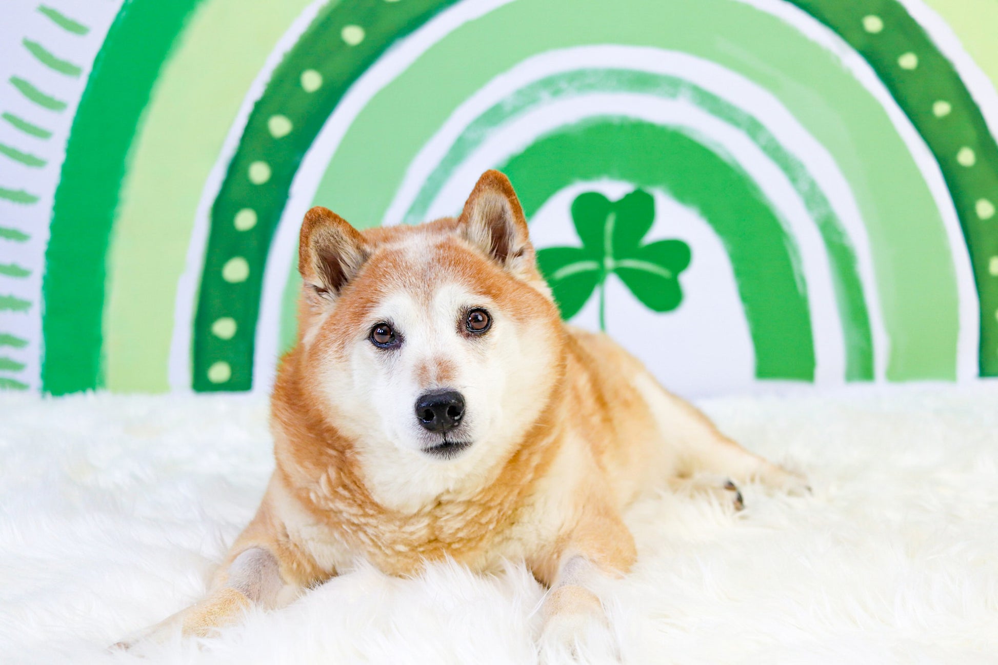 Kate St.Patrick's Day Hintergrund Regenbogen Grün Glücksklee von GQ - Kate Backdrop.de