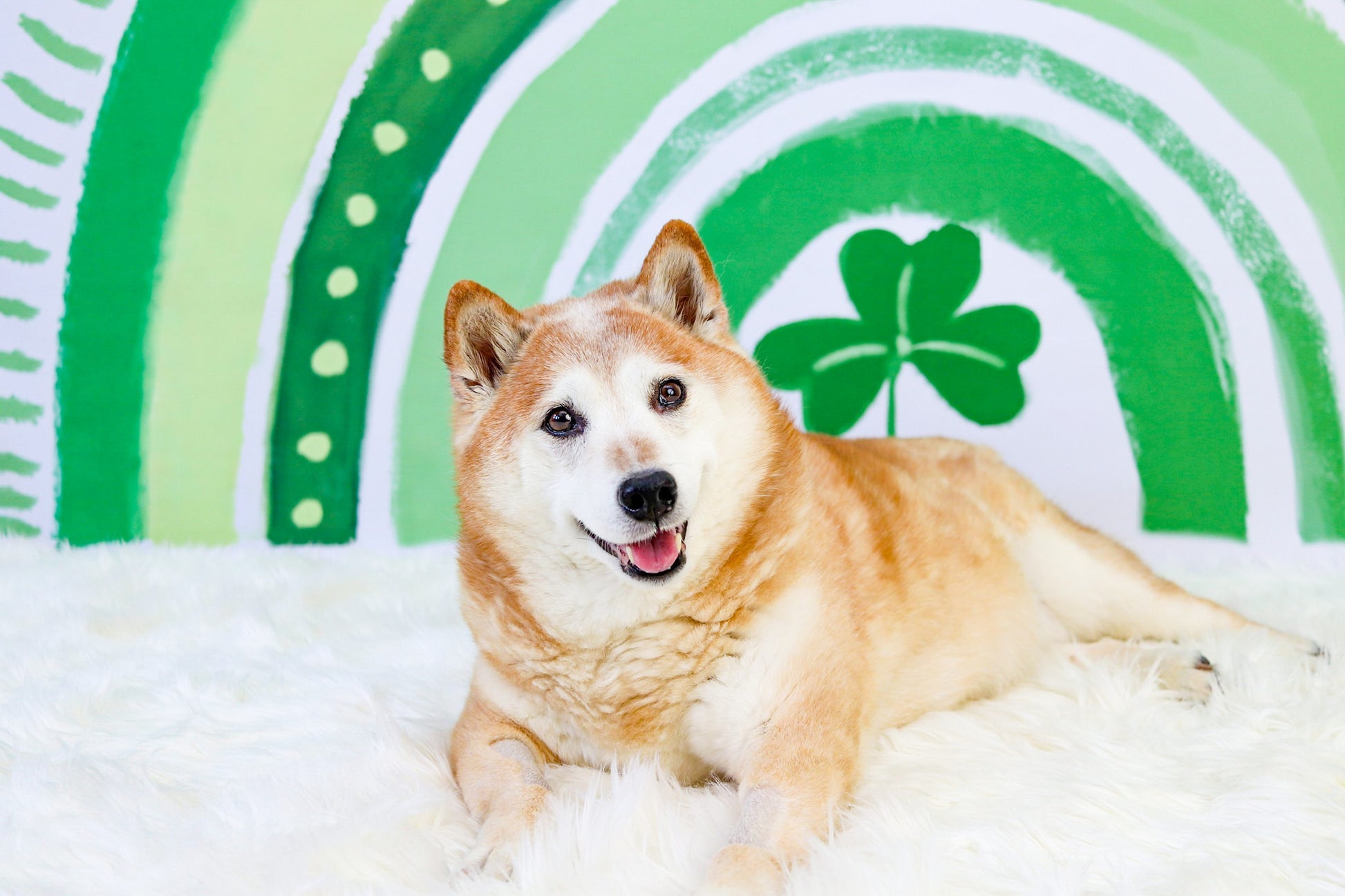 Kate St.Patrick's Day Hintergrund Regenbogen Grün Glücksklee von GQ - Kate Backdrop.de