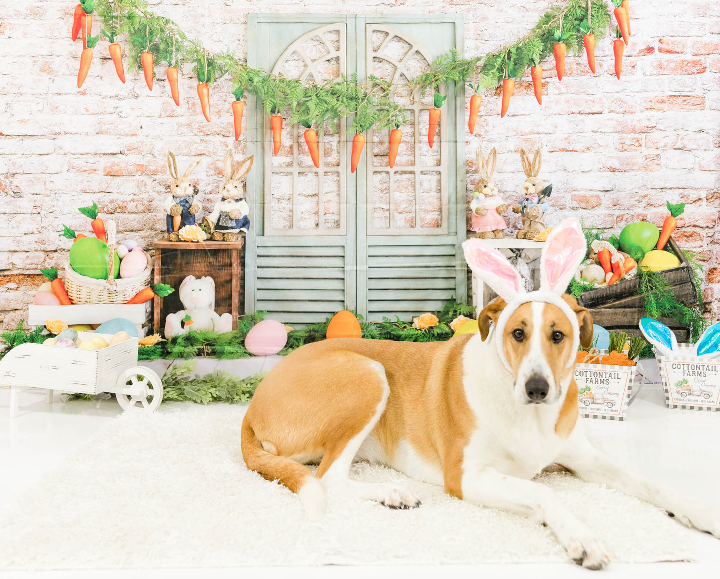 Kate Osterhasen-Hintergrundkulisse von Emetselch - Kate Backdrop.de