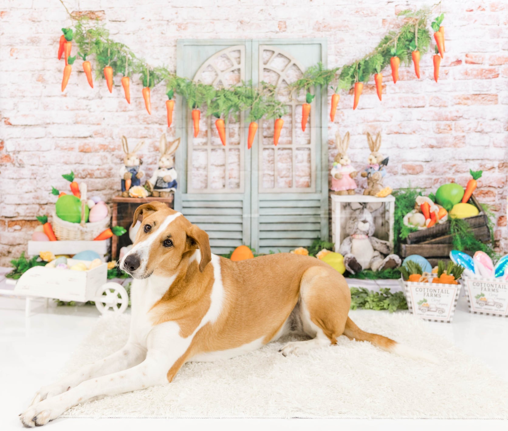 Kate Osterhasen-Hintergrundkulisse von Emetselch - Kate Backdrop.de