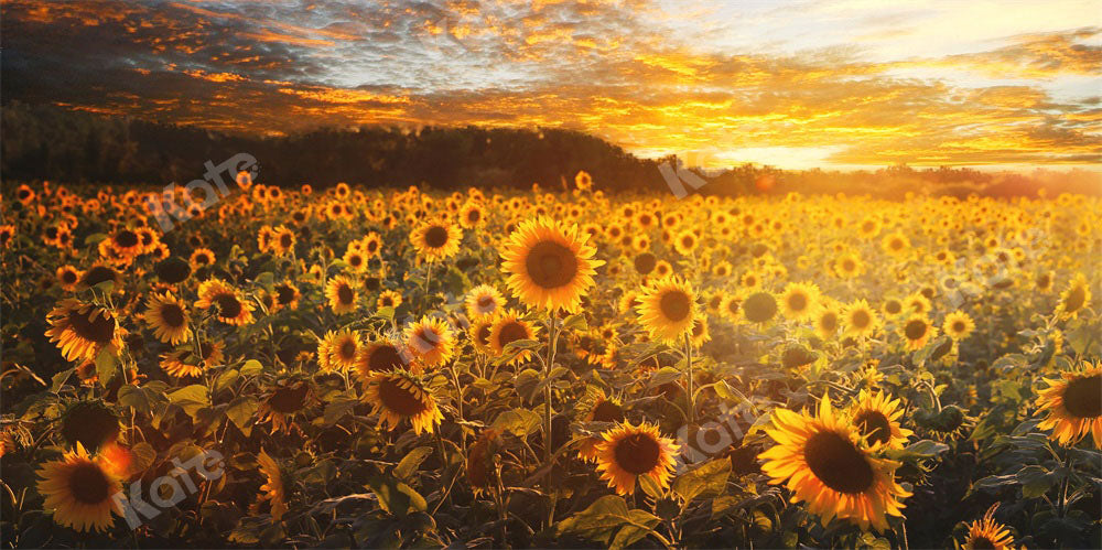 Kate Sommer/Herbst Hintergrund Sonnenblumen Sonnenuntergang von Chain Photography - Kate Backdrop.de