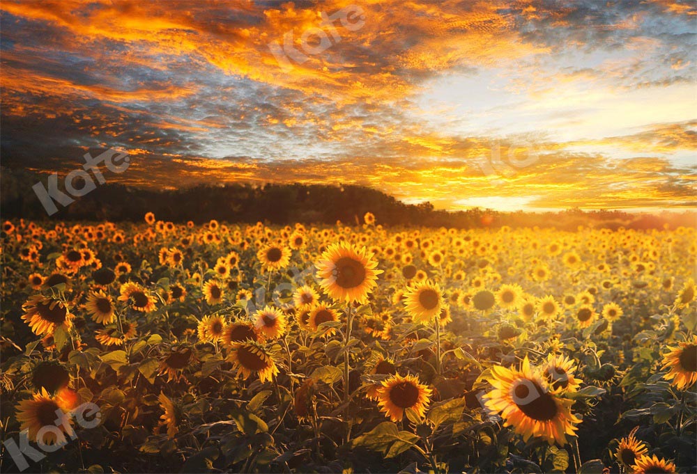Kate Sommer/Herbst Hintergrund Sonnenblumen Sonnenuntergang von Chain Photography - Kate Backdrop.de