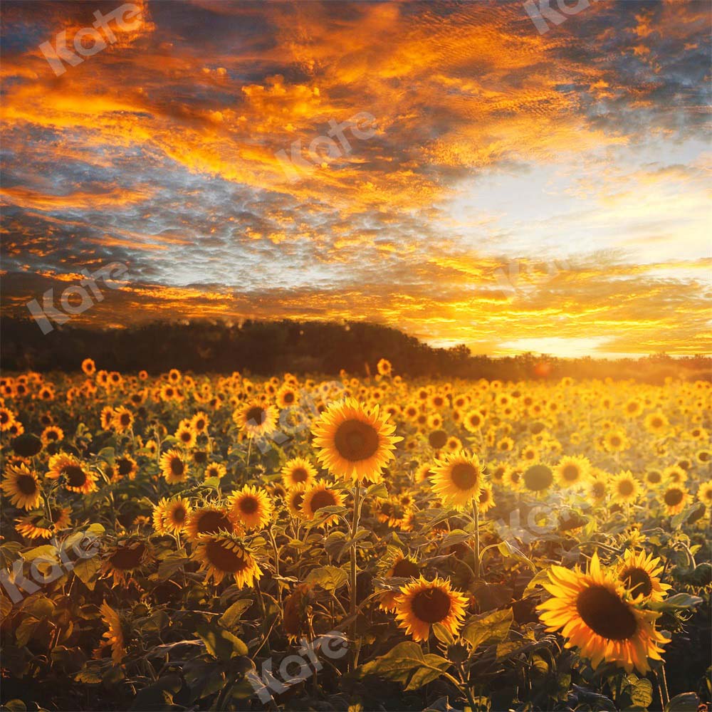 Kate Sommer/Herbst Hintergrund Sonnenblumen Sonnenuntergang von Chain Photography - Kate Backdrop.de