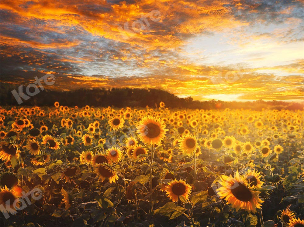 Kate Sommer/Herbst Hintergrund Sonnenblumen Sonnenuntergang von Chain Photography - Kate Backdrop.de