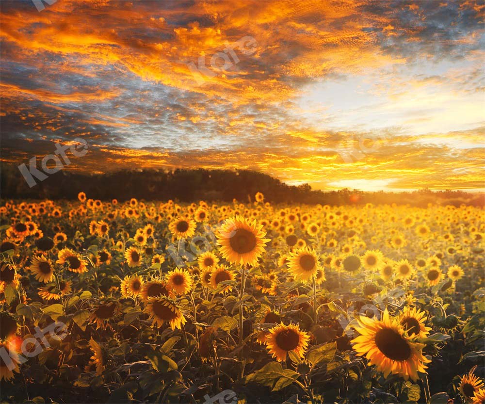 Kate Sommer/Herbst Hintergrund Sonnenblumen Sonnenuntergang von Chain Photography - Kate Backdrop.de