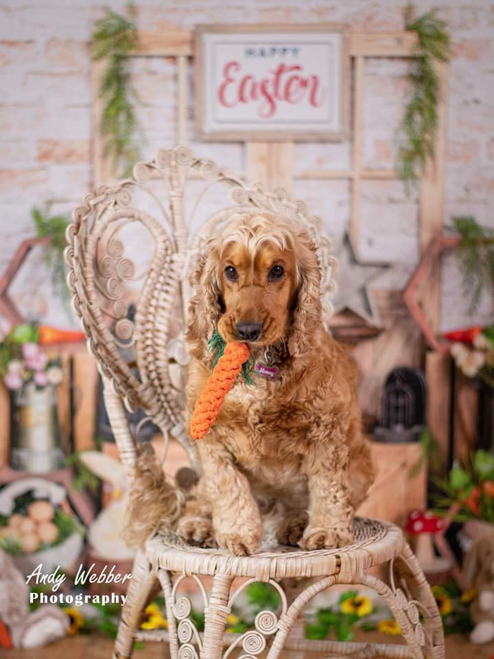 Kate Osterhase Backsteinmauer Hintergrund für Fotografie - Kate Backdrop.de
