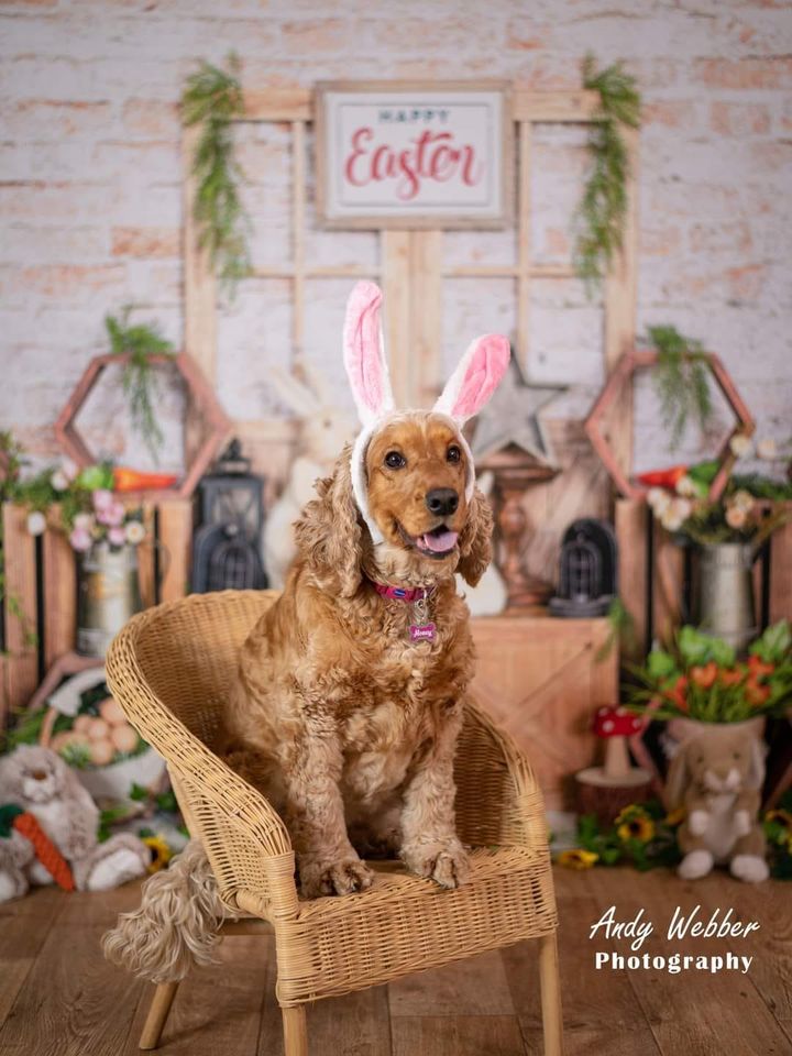 Kate Osterhase Backsteinmauer Hintergrund für Fotografie - Kate Backdrop.de