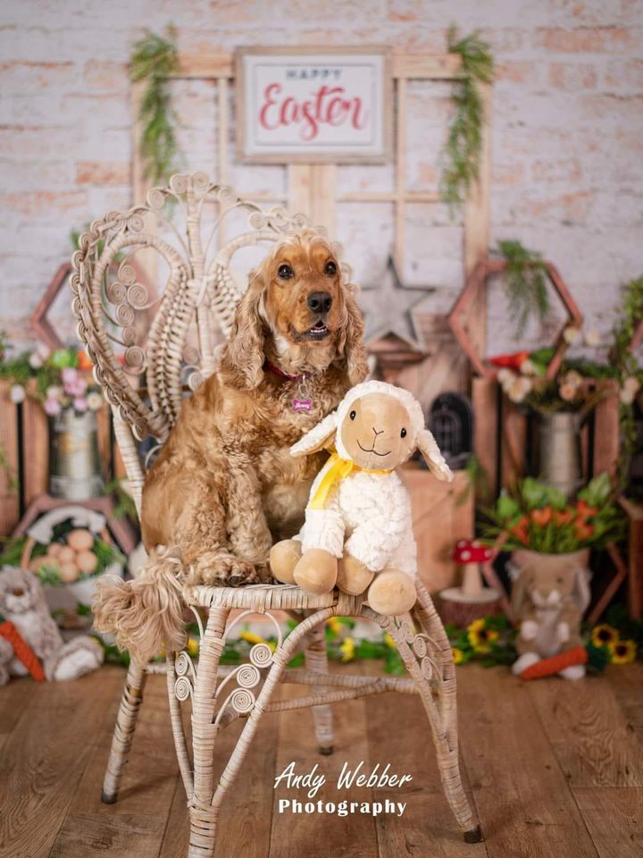 Kate Osterhase Backsteinmauer Hintergrund für Fotografie - Kate Backdrop.de