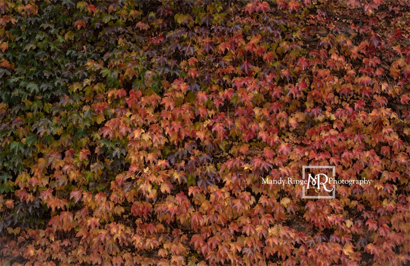 Kate Autumn Lvy Wand Hintergrundbild von Mandy Ringe Photography - Kate Backdrop.de