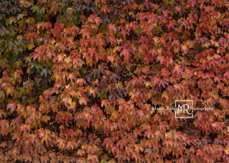 Kate Autumn Lvy Wand Hintergrundbild von Mandy Ringe Photography - Kate Backdrop.de