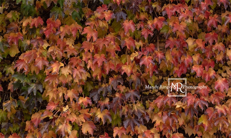 Kate Autumn Lvy Wand Hintergrundbild von Mandy Ringe Photography - Kate Backdrop.de