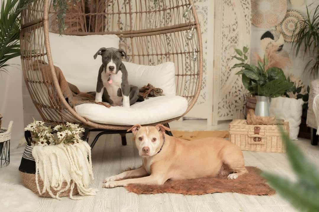 Kate Boho mit Pampasgras Hintergrund von Mandy Ringe Photography - Kate Backdrop.de