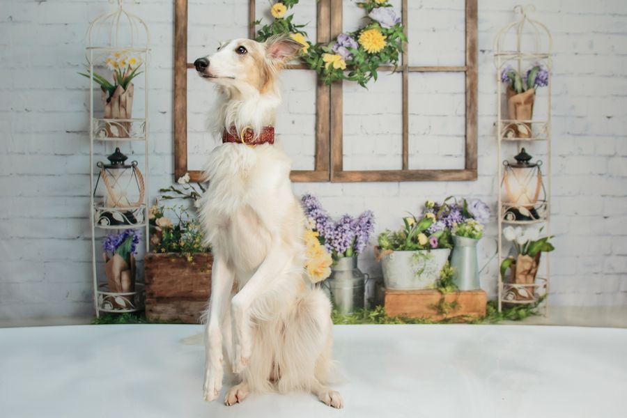 Kate Frühlingsblumengarten-Hintergrund von Abbas Studio - Kate Backdrop.de