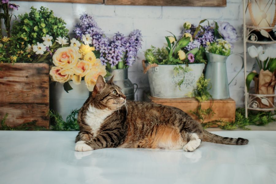 Kate Frühlingsblumengarten-Hintergrund von Abbas Studio - Kate Backdrop.de