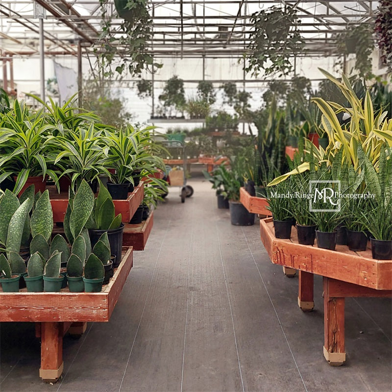 Kate Gewächshaus Interieur Hintergrund von Mandy Ringe Photography - Kate Backdrop.de