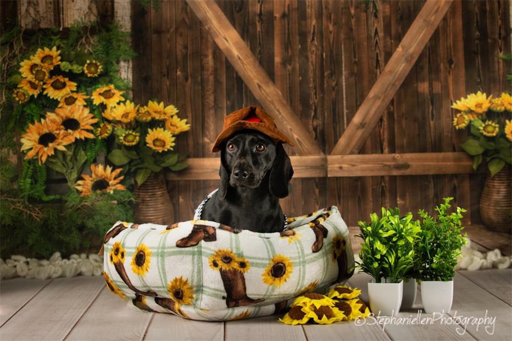 Kate Frühling Sonnenblumen Holztür Hintergrund Entworfen von Emetselch - Kate Backdrop.de