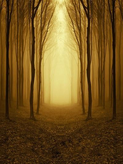 Katebackdrop:Kate Natural Brown Road With Forest Photography Backdrops
