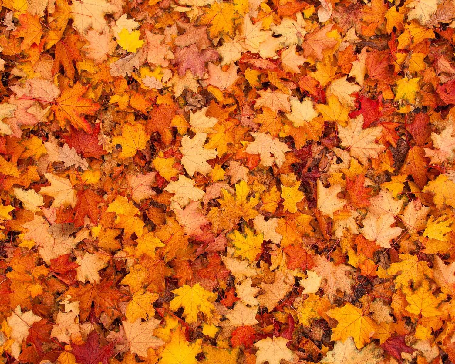 Katebackdrop£ºKate Autumn Maple Leaves rubber floor mat