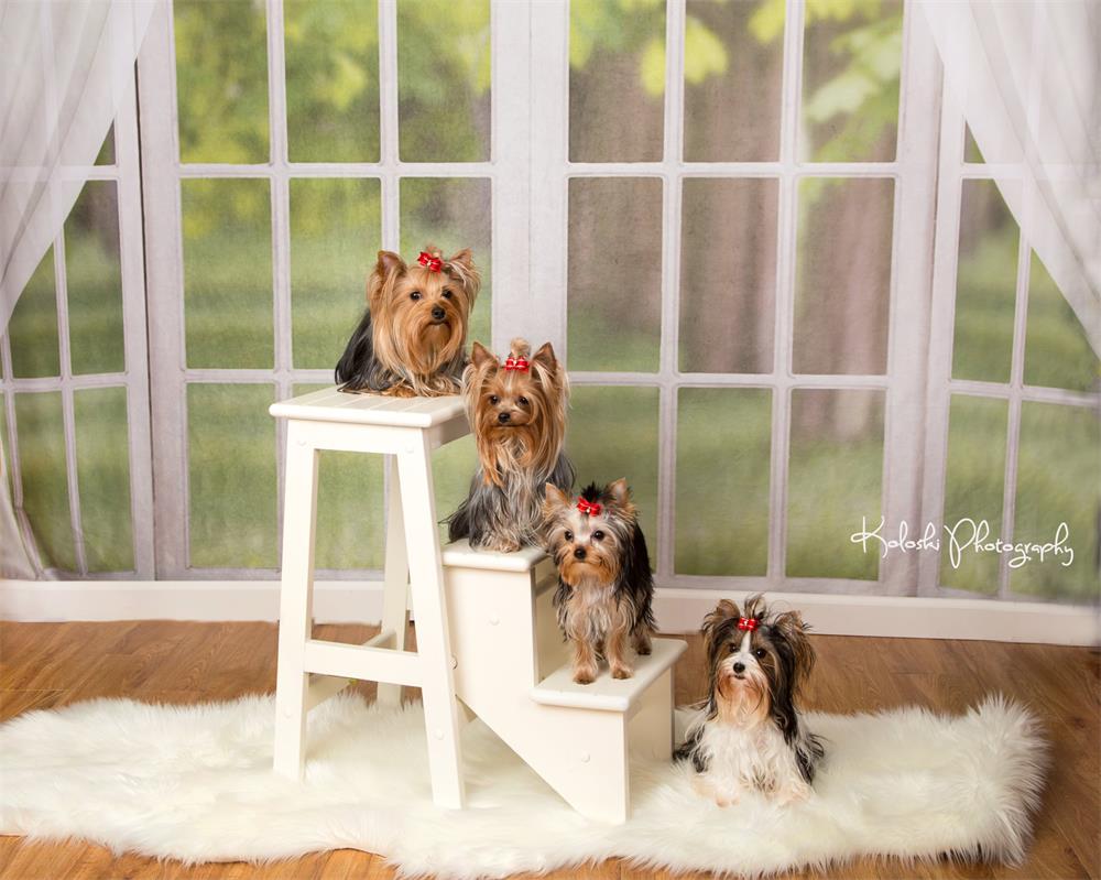 Kate Fenster weißer Vorhang Frühlingshintergrund Entworfen von JS Photography - Kate Backdrop.de