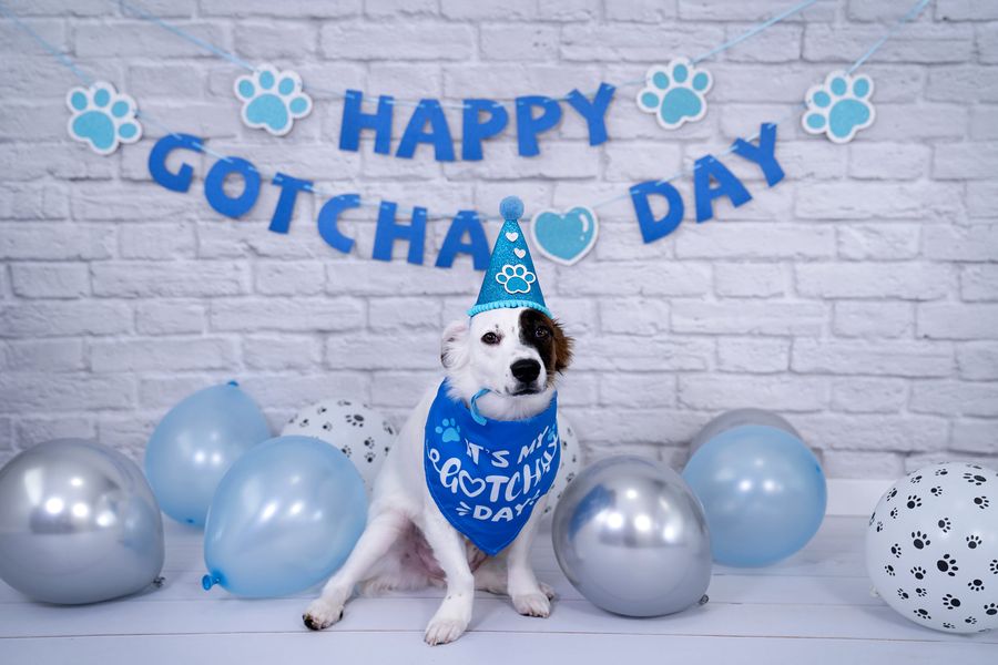 Kate Grau-weiß Backsteinmauer-Staffelungs-Hintergrund-Studio - Katebackdrop.de