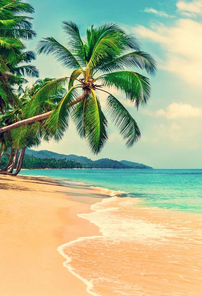 Kate Seesommerferien-Strand mit Kokosnussbaum-Fotografie-Hintergrund - Kate Backdrop.de
